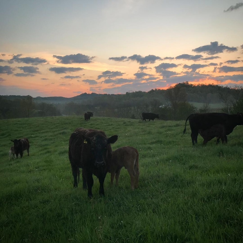 Meet your Posher, Rhonda